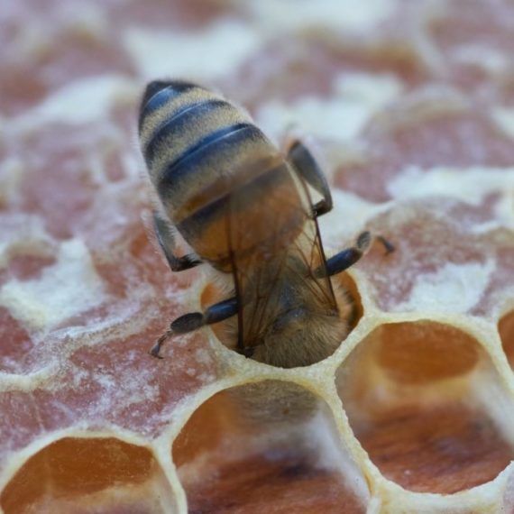 Comment Les Abeilles Font Elles Du Miel La Ruchetic