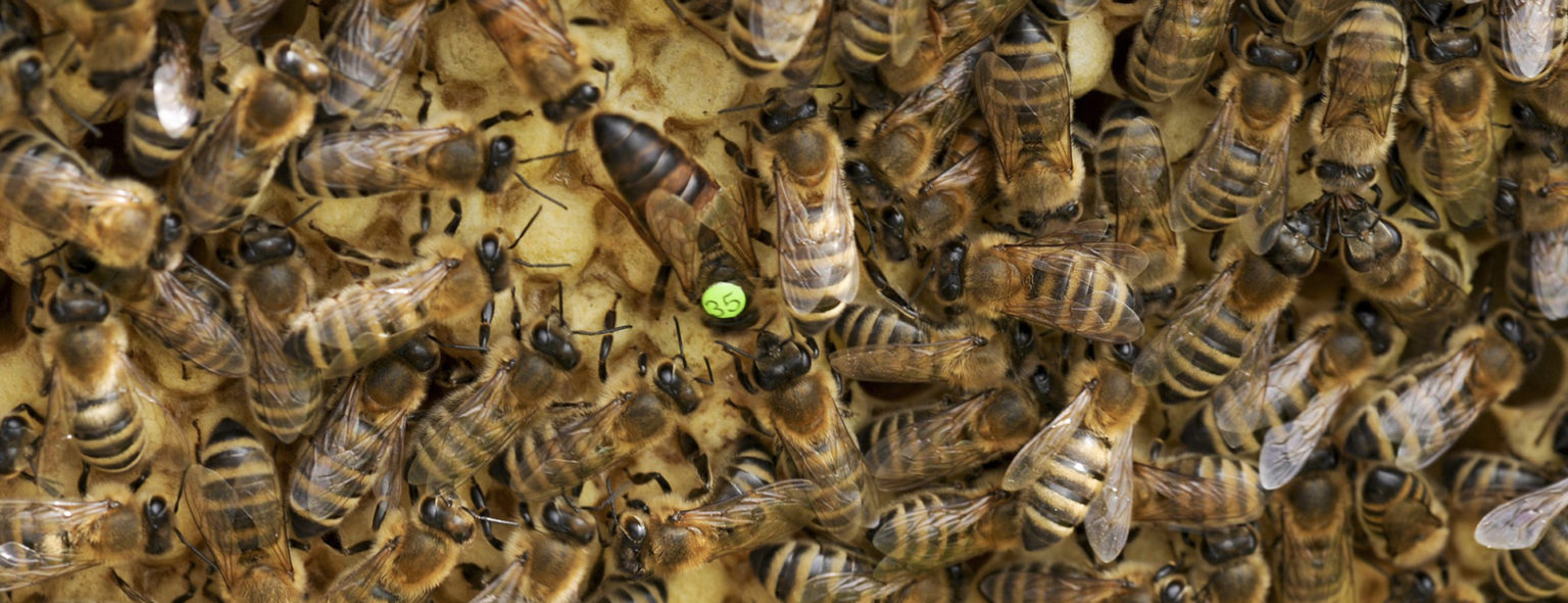 Cycle de vie de la Reine des abeilles La RucheTic — free download