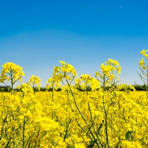 Colza en fleurs