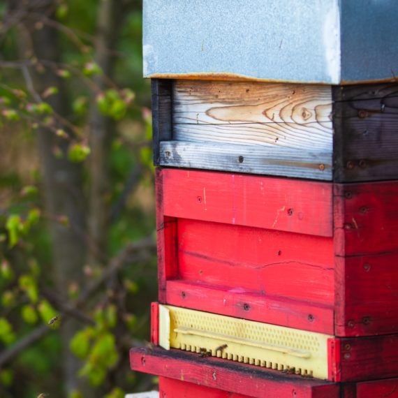 Comment bien choisir son matériel d'apiculture ? 