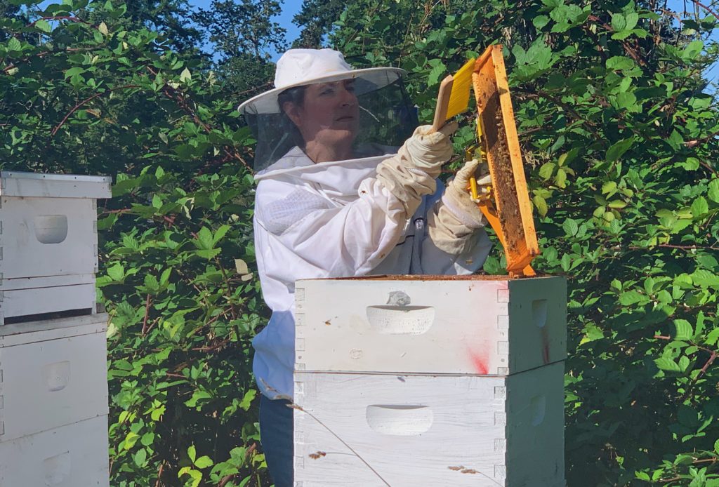 Quel matériels pour démarrer en apiculture