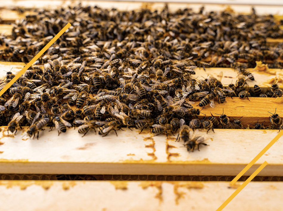 Pourquoi diviser les ruches?