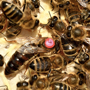 remérrer une colonie d'abeilles