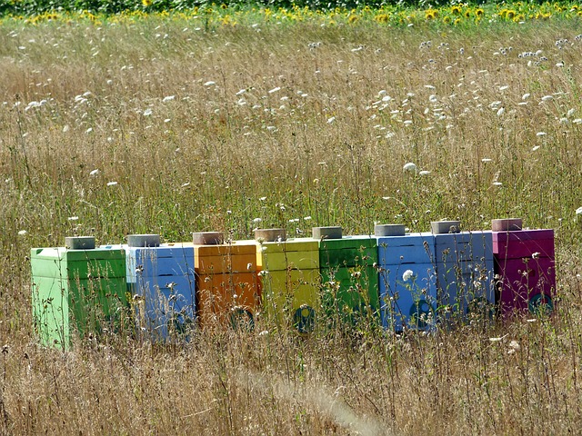 Quels est le prix d'un essaims d'abeilles ?