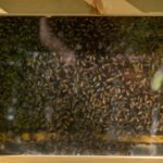 Piéger un essaim d'abeilles sauvage