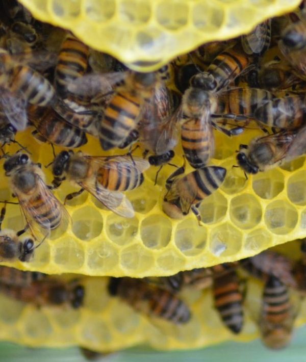 Construction de rayon naturels par les abeilles