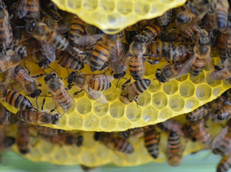 Quand et comment nourrir les abeilles avec du sirop ? La RucheTic — free download