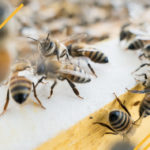 Comment savoir su une ruche est bourdonneuse ?