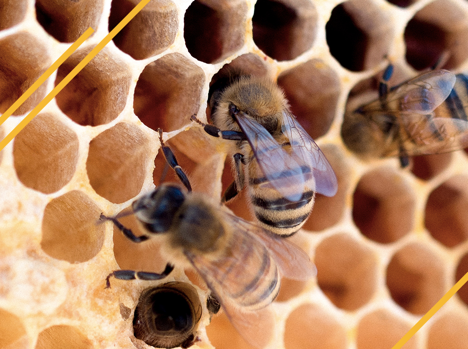 Pourquoi et comment diviser une ruche ?