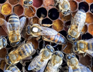Comment reconnaître et trouver la reine dans une ruche ?