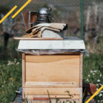 Réunir deux colonie d'abeilles