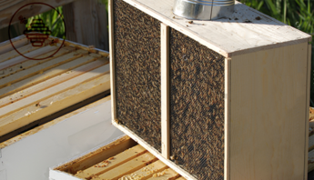 Paquet d'abeilles à vendre