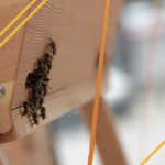 Installer un paquet d'abeilles