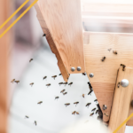 Apprendre à installer un paquet d'abeilles