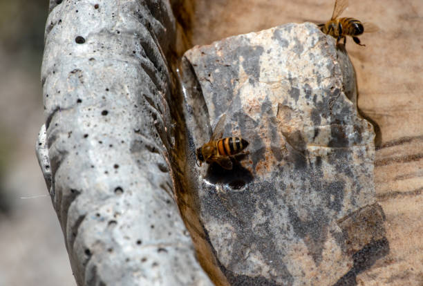 point d'eau pour abeilles