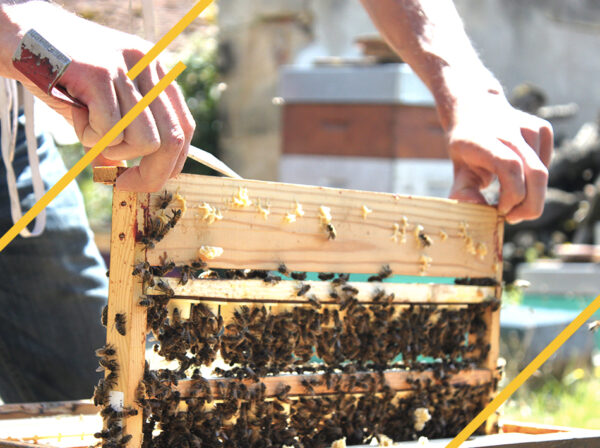 Pince à Reine En Acier Inoxydable Pour Apiculteurs - Outil De Capture D'abeilles Sécuritaire - 2