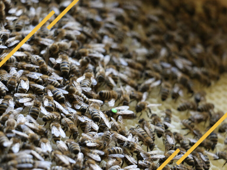 Le rôle de la reine des abeilles La RucheTic — free download