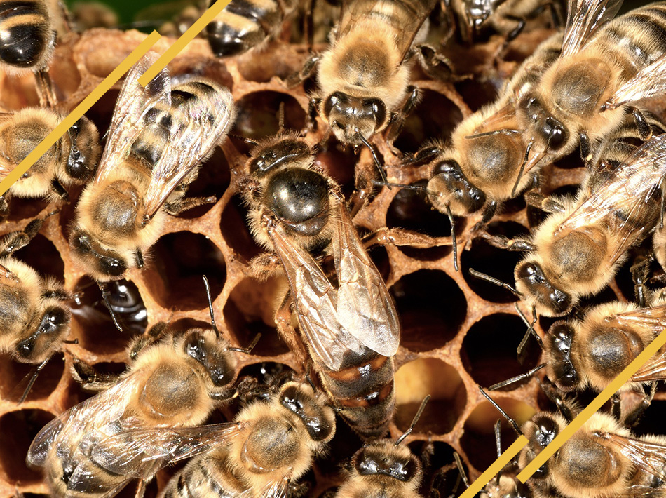 Quel est le rôle de la reine des abeilles dans la ruche