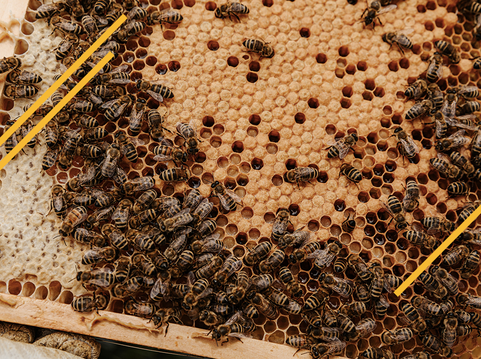 la sélection des reines en apiculture