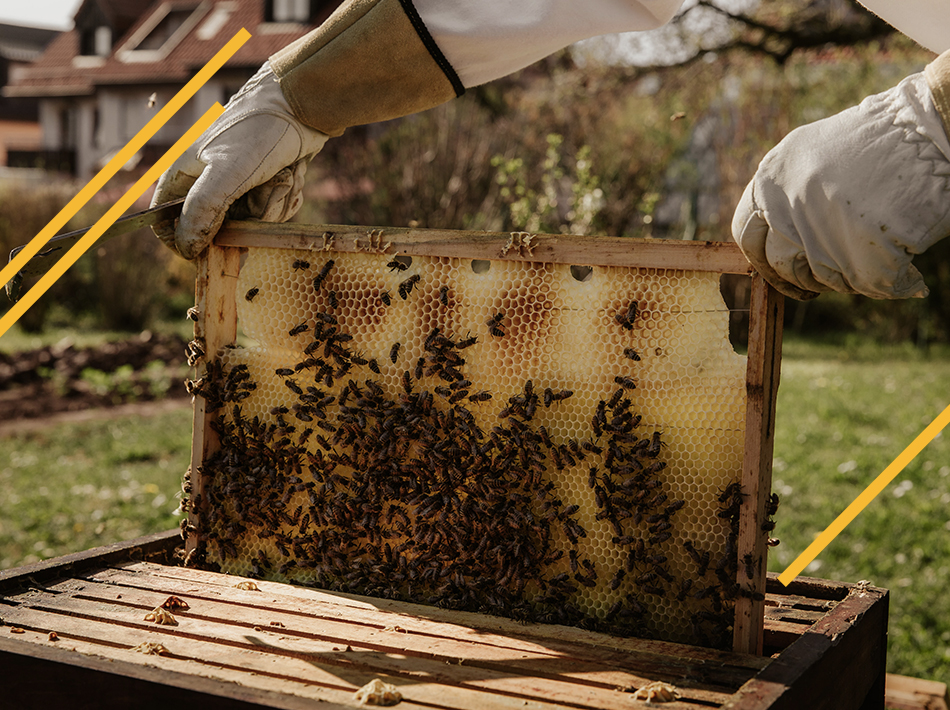 Quand la reine des abeilles sort-elle de la ruche ?