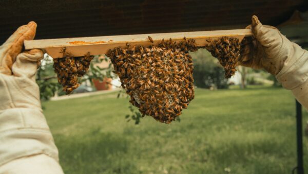 Stage d'apiculture naturelle