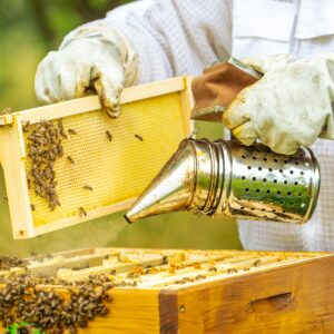 Comment prendre soi des abeilles ?