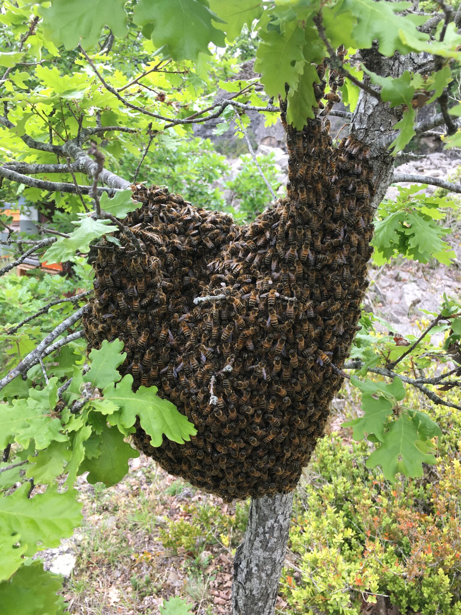 Combien de temps reste un essaim d'abeille ? La RucheTic — free download