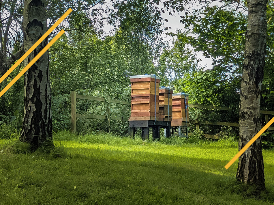 La ruche warre une apiculture naturelle
