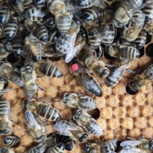 reine née l'année précédente testeé au printemps