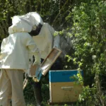 Acheter un essain d'abeilles au printemps?