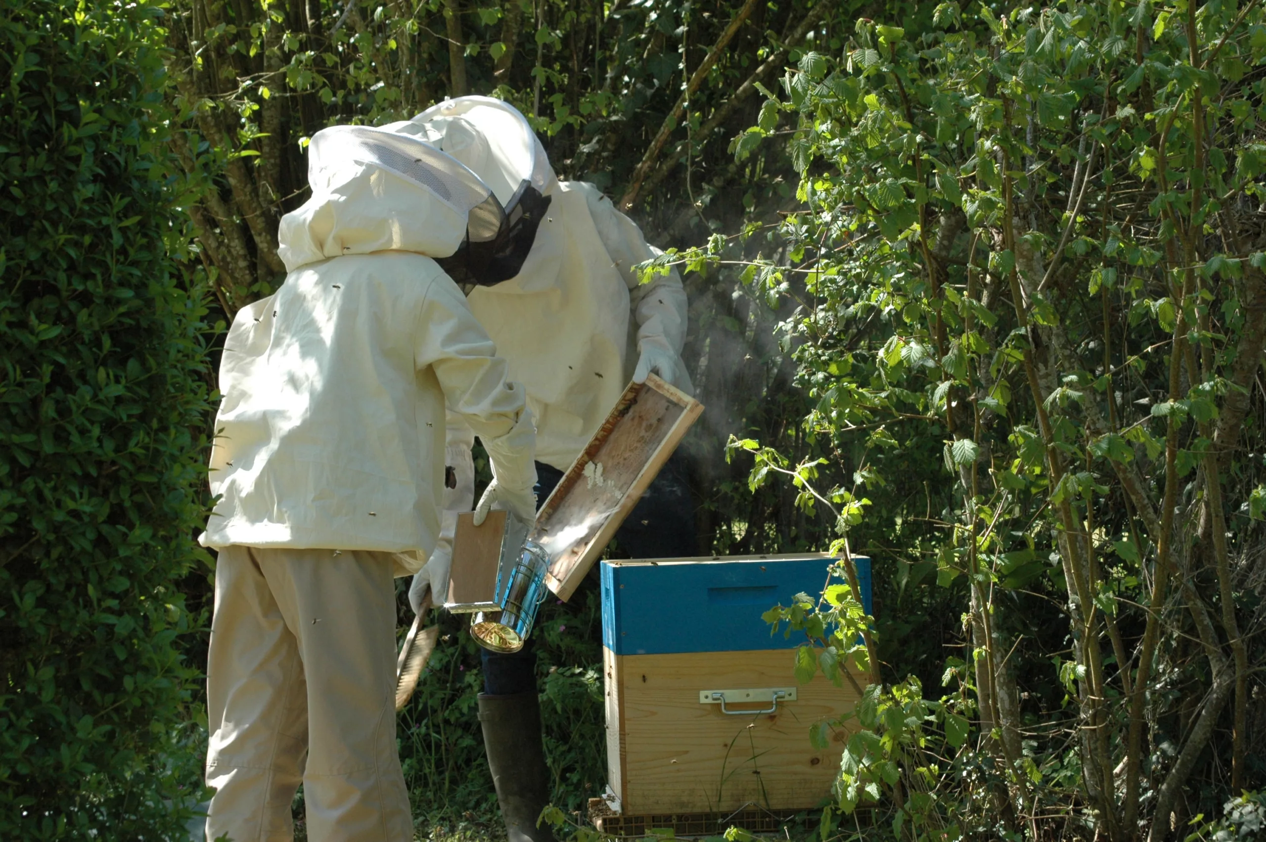 Acheter un essain d'abeilles au printemps?