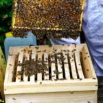 l'apiculture en ruche warré