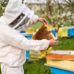 Apprendre à reconnaitre une ruche sans reine