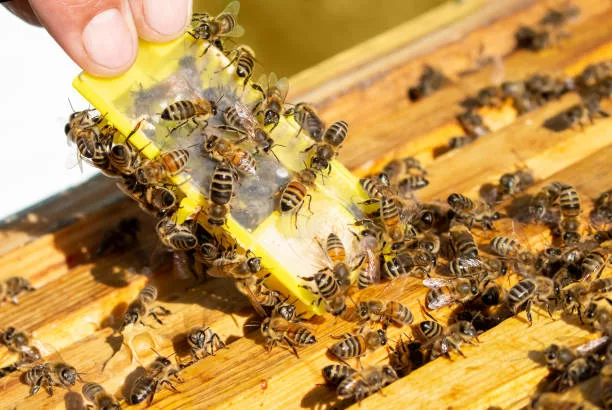 réussir l'introduction d'une reine fécondée dans uune ruche