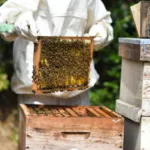 cvisiter et inspecter les colonies d'abeilles au printemps. Une étape éssentielle