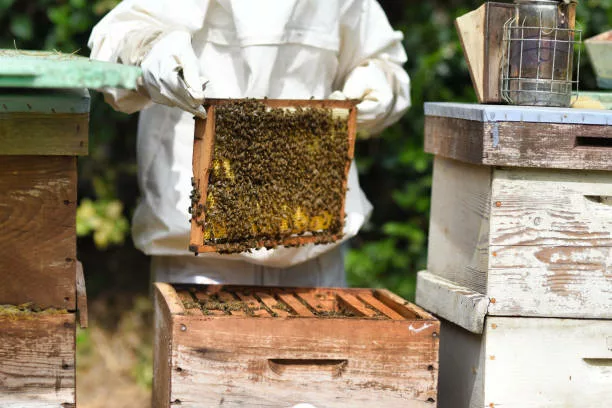 cvisiter et inspecter les colonies d'abeilles au printemps. Une étape éssentielle