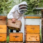 créer un essaim artificiel avec une reine fécondée buckfast