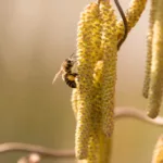 pollen de noisetier. Les bienfaits pour le devellopement de vos colonies d'abeilles