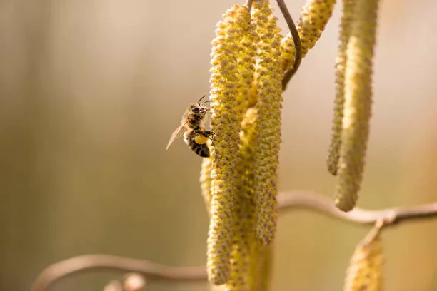 pollen de noisetier. Les bienfaits pour le devellopement de vos colonies d'abeilles