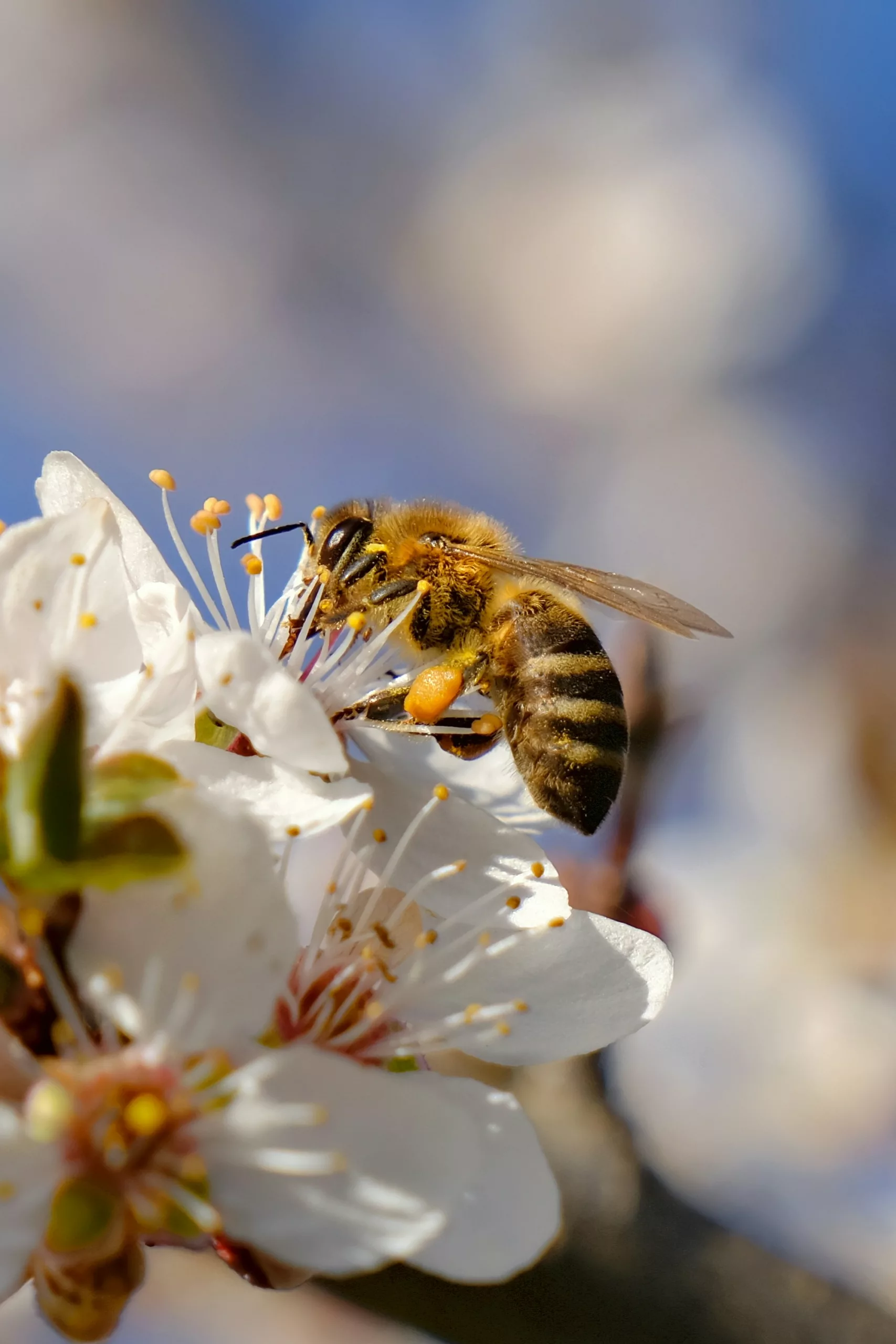 le polllen, source de protéine pour l'abeille