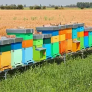 Ruches colorés avec des essaims Buckfast