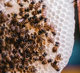 groupe d'abeilles sur un rayon de cire
