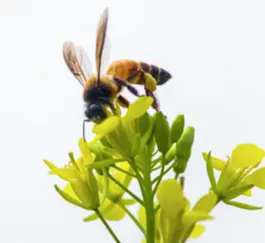 abeille butinant du colza