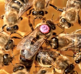 photo de reine buckfast fécondée